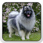 Keeshond Theme - Nova/ADW/GO आइकन