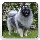 Keeshond Theme - Nova/ADW/GO icône