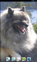 Keeshond Theme - Nova/ADW/GO Plakat