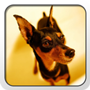 Miniature Pinscher Theme APK