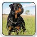 Rottweiler Theme - Nova/ADW/GO APK