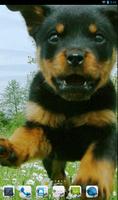 Rottweiler Theme - Nova/ADW/GO Affiche