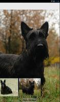 Scottish Terrier Theme - Nova screenshot 3