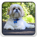 Shih Tzu - Theme - Nova/ADW/GO