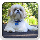 Shih Tzu - Theme - Nova/ADW/GO APK