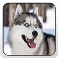 SIberian Husky Theme - Nova