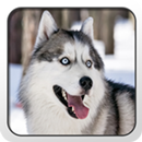 SIberian Husky Theme - Nova APK