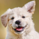 Animal Sounds - Learn And Play أيقونة