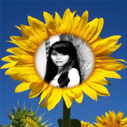 Sunflower photo frames Maker アイコン