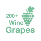 200+ Wine Grapes icône