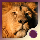 Spirit Animal Power APK