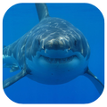 Shark Megalodon