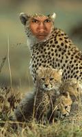 Animal Photo Montage ภาพหน้าจอ 3