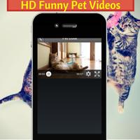 برنامه‌نما The Pet Code عکس از صفحه