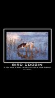 Poster Bird Doggin