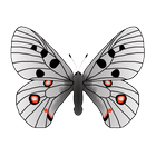 Butterflies of Kyrgyzstan icon