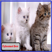 CATS IN CHEAT APK