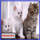 CATS IN CHEAT aplikacja