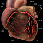 Coronary angiography ไอคอน