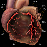 Coronary angiography icône