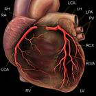 Coronary angiography icon