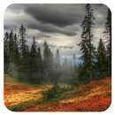 Forest Wallpaper APK