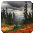Forest Wallpaper simgesi