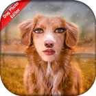 ikon Dog Photo Editor