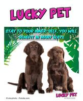 LUCKY PETS تصوير الشاشة 2