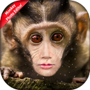 Monkey Photo Editor aplikacja