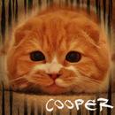 Cooper Cat Club APK