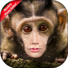 Monkey Photo Editor icon