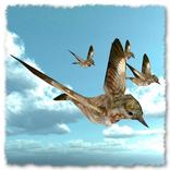 Bird Flight LWP (FREE)