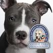 ”Talking Pit Bull Dogs with AFF