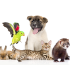 Icona Pet Supplies UK