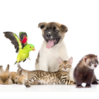 ikon Pet Supplies UK