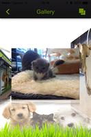 Pets Wonderland تصوير الشاشة 3