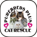 Purebreds Plus Cat Rescue