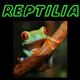 Reptilia icône