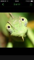 Reptilia syot layar 3