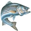 Chesapeake Bay Sport Fishing APK