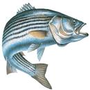 Chesapeake Bay Sport Fishing APK