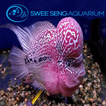 Swee Seng Aquarium