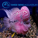 Swee Seng Aquarium APK
