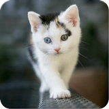 Cute Kitten Wallpapers HD أيقونة