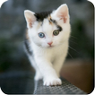 Cute Kitten Wallpapers HD