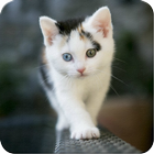 Cute Kitten Wallpapers HD アイコン