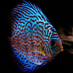 Discus Fish