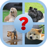 ”Adivinhe a raça do cachorro