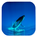 Blue Whale Video Live Wallpaper APK